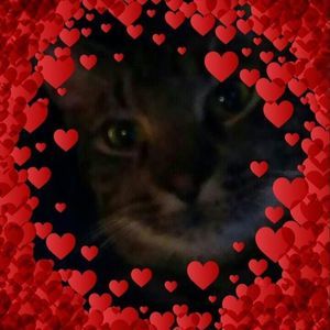 Meet your Posher, Rose